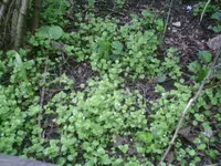 PIC00212.webp