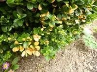 PBuchs.webp