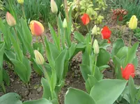 IMG_4269.webp