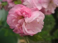IMG_4273.webp