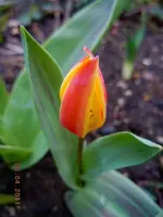009.webp