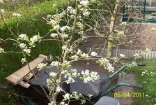Birne.webp