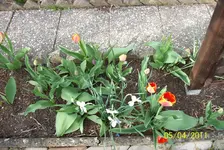 Tulpen 1.webp