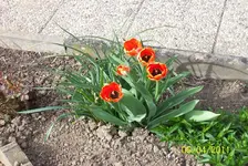 Tulpen.webp