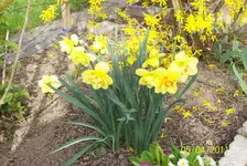 Osterglocken.webp