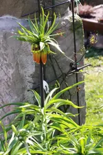 Kaiserkrone.webp