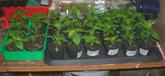 CIMG0473.webp