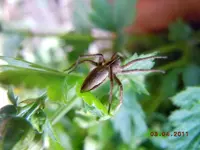 240.webp
