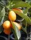 images.webp