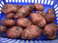 2010_08_28_Kartoffel_003.webp