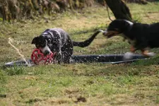 Entlebucher-Garten 031.webp