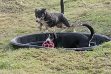 Entlebucher-Garten 036.webp