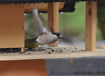 Gimpel_fly.webp