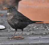 Amsel2.webp