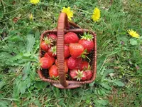 IMG_1161v.webp