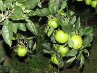 IMG_1286v.webp