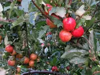 IMG_1277v.webp