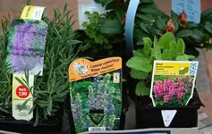 Lobelie Lavendel Ziest.webp