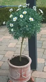 Margeritenstämmchen.webp