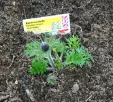 rote Küchenschelle.webp