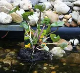Sumpfdotterblume.webp