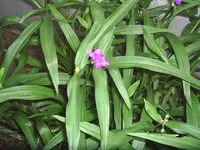 Dreimasterblumen.webp