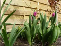 2011 04 06 001.webp