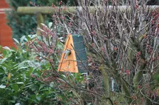 Blaumeise1.webp