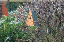 Blaumeise2.webp