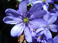 P1020565.webp