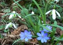 P1020570.webp