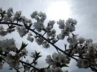 DSCF7987.webp