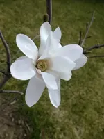 DSCF7992.webp