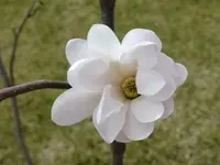 DSCF7995.webp