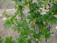 DSCF8005.webp