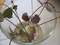 100_1766.webp