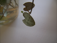 100_1769.webp