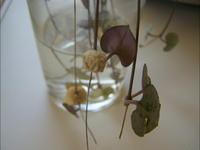 100_1768.webp