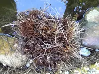 Unser Garten 2011 (4).webp