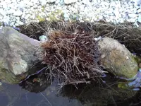 Unser Garten 2011 (3).webp