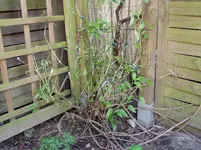 2011 04 06 2 001.webp