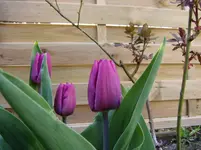 2011 04 06 2 004.webp