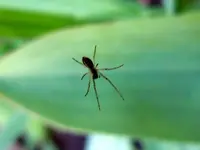 Kleine Krabbler031.webp