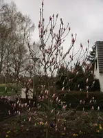 DSCF0069.webp