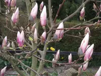 DSCF0072.webp