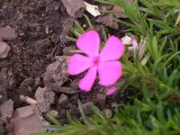 IMGP0145.webp