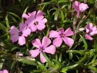 IMGP0146.webp