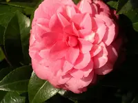 IMGP0142.webp