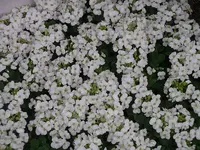 IMGP0101.webp
