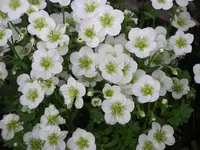 IMGP0138.webp